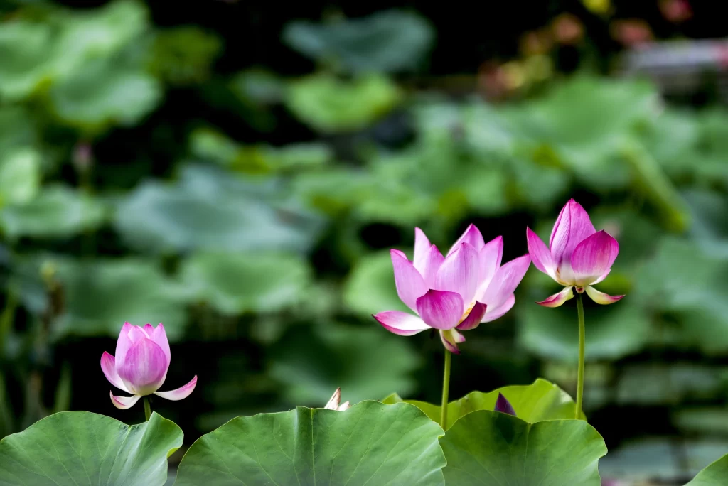 Lotus Flower Pink Green Leaf warm Pond