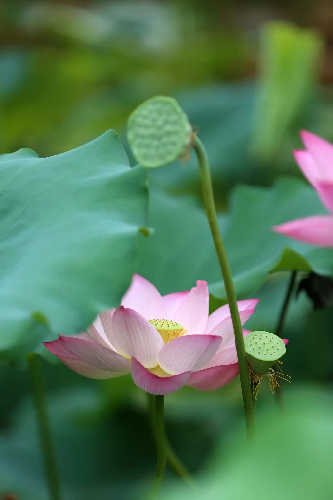 Lotus Flower Pink Green Leaf cool Pond