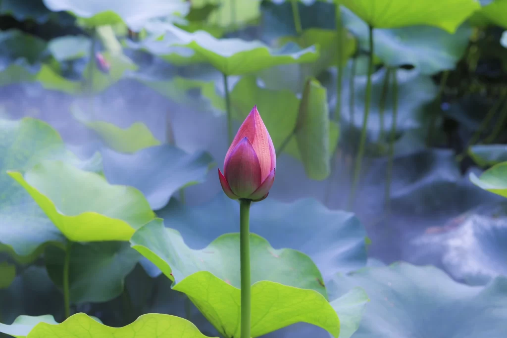 Lotus Flower Pink Green Leaf gray Pond
