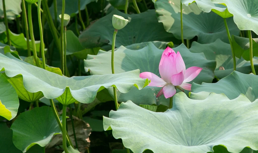Lotus Flower Pink Green Leaf warm Pond
