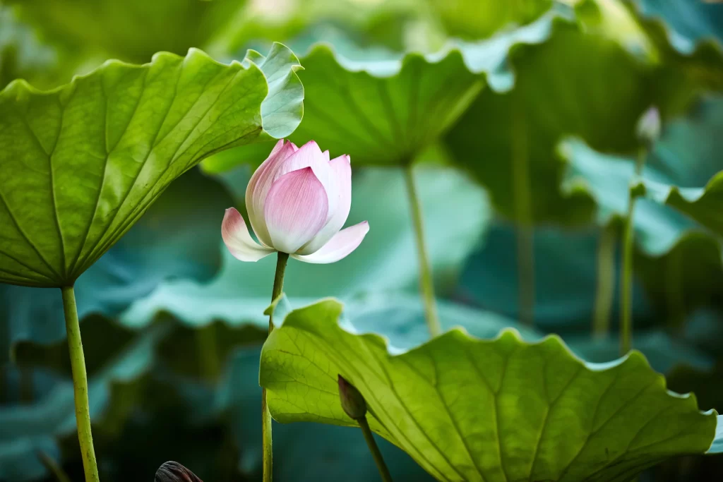 Lotus Flower Pink Green Leaf warm Pond