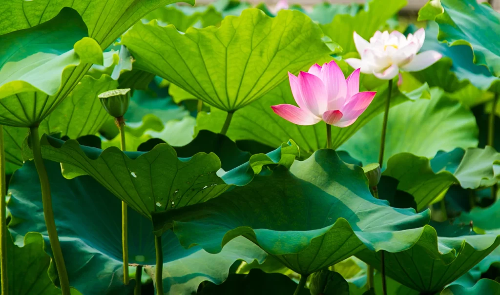 Lotus Flower Pink Green Leaf warm Pond