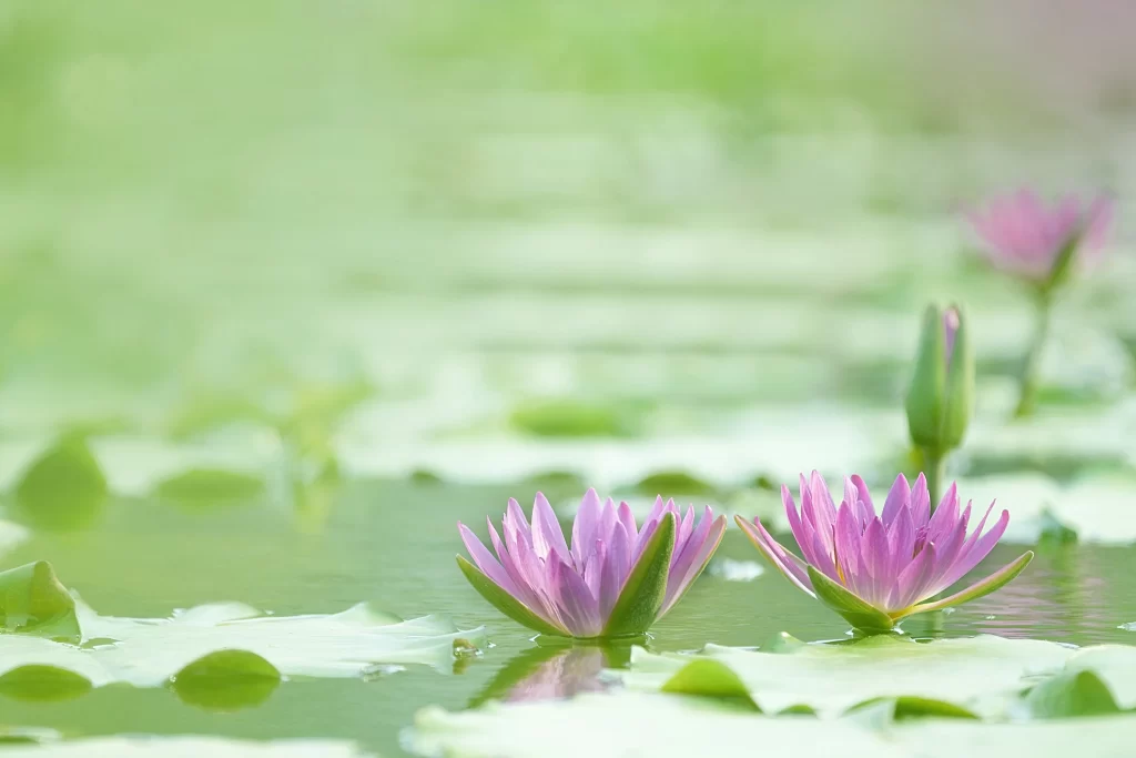 Lotus Flower Pink Green Leaf Pond warm Water