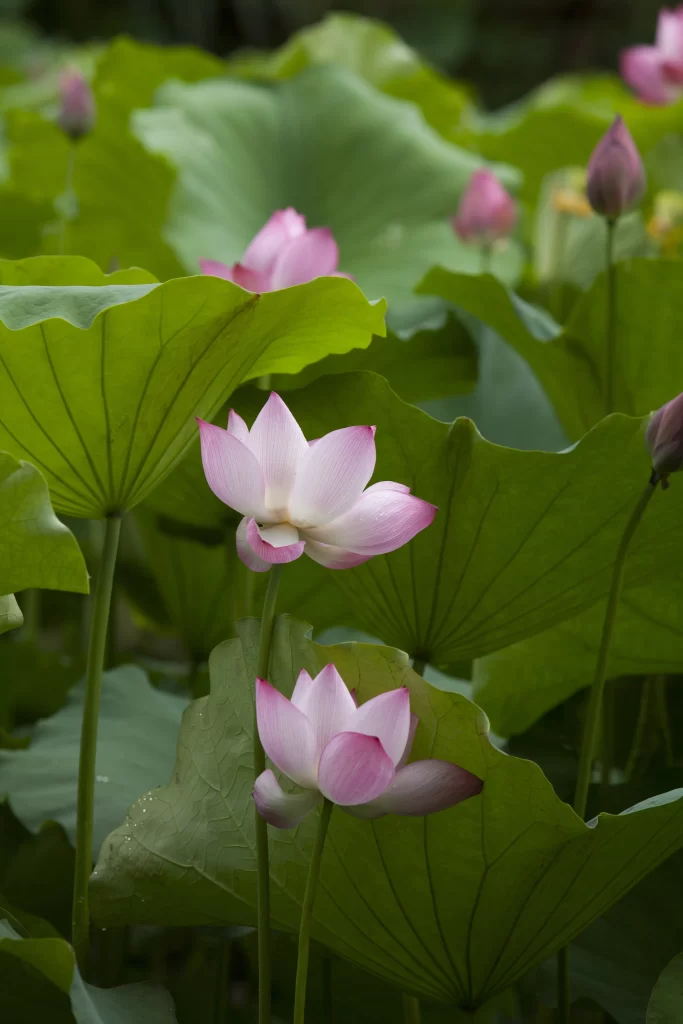 Lotus Flower Pink Green Leaf warm Pond