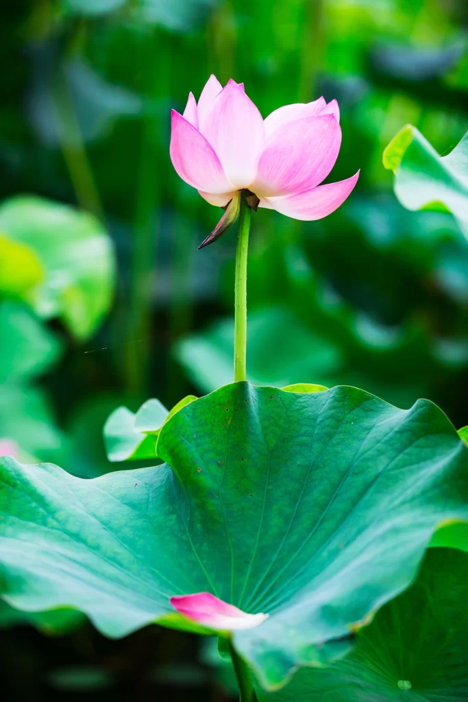 Lotus Flower Pink Green Leaf cool Pond