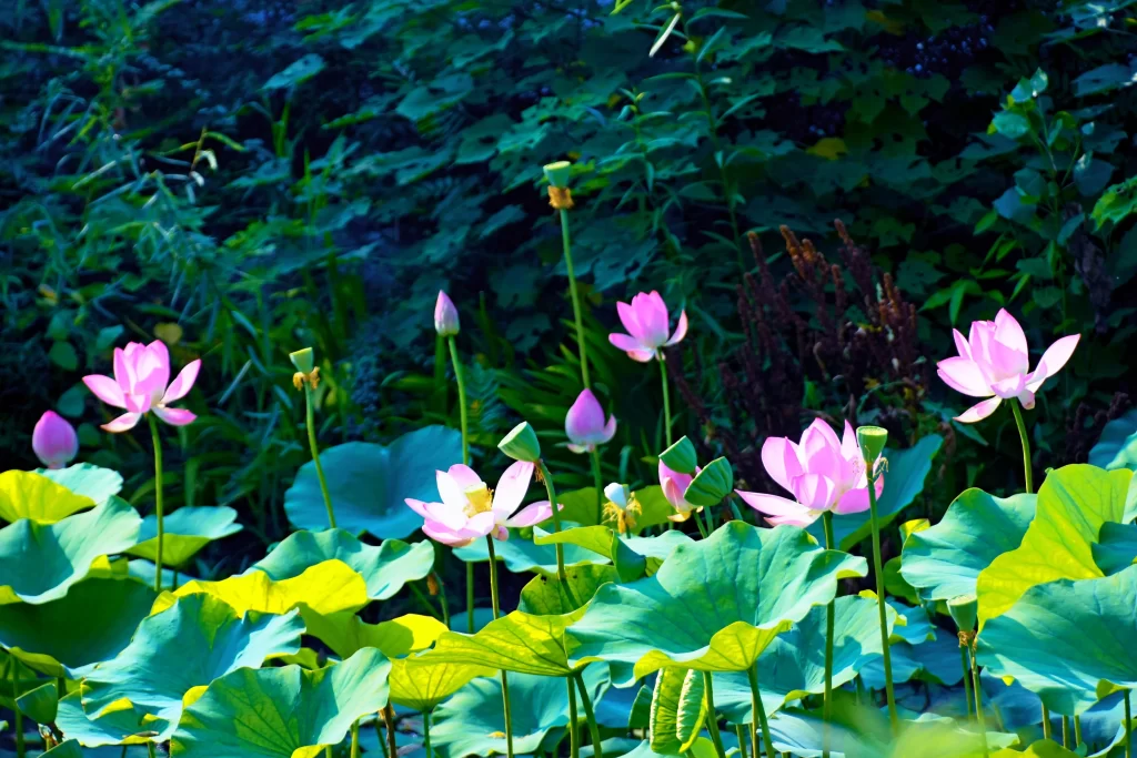 Lotus Flower Pink Green Leaf cool Pond