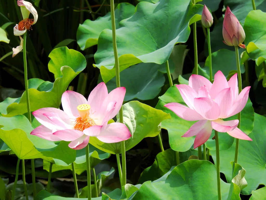 Lotus Flower Pink Green warm Leaf