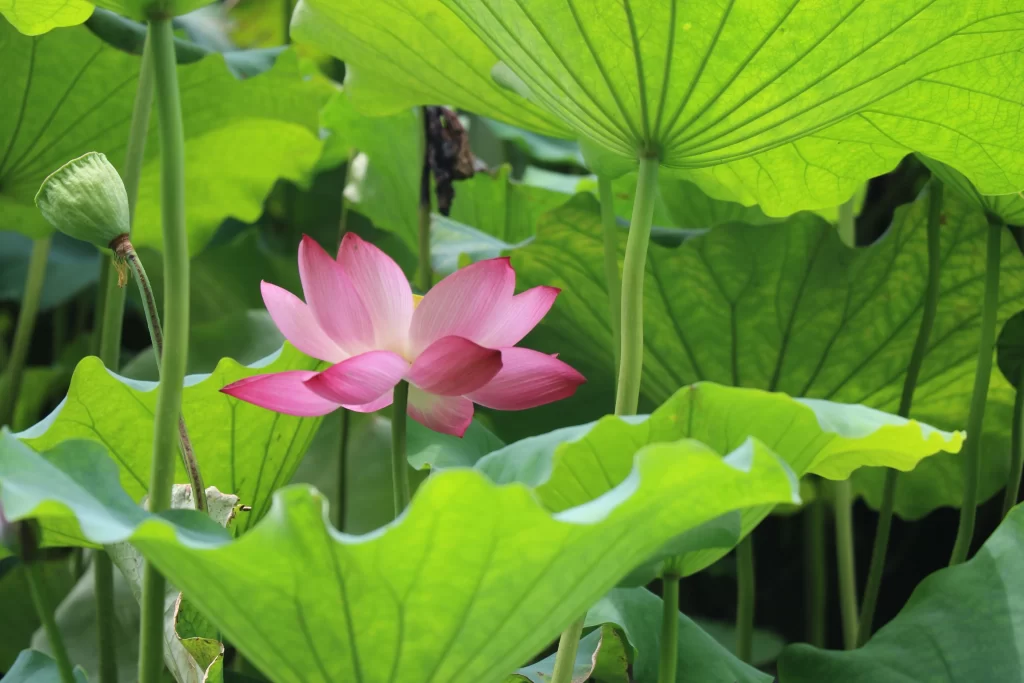 Lotus Flower Pink Green warm Leaf