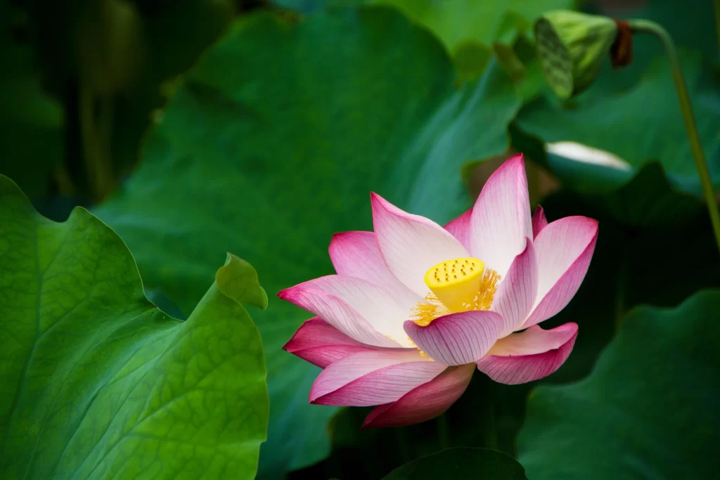 Lotus Flower Pink Green warm Leaf