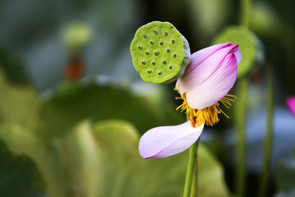 Lotus Flower Pink Green Yellow Nature