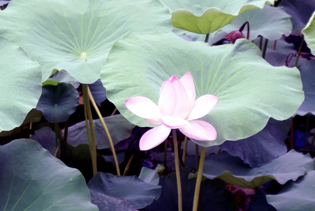 Lotus Flower Pink Petals Green Leaves