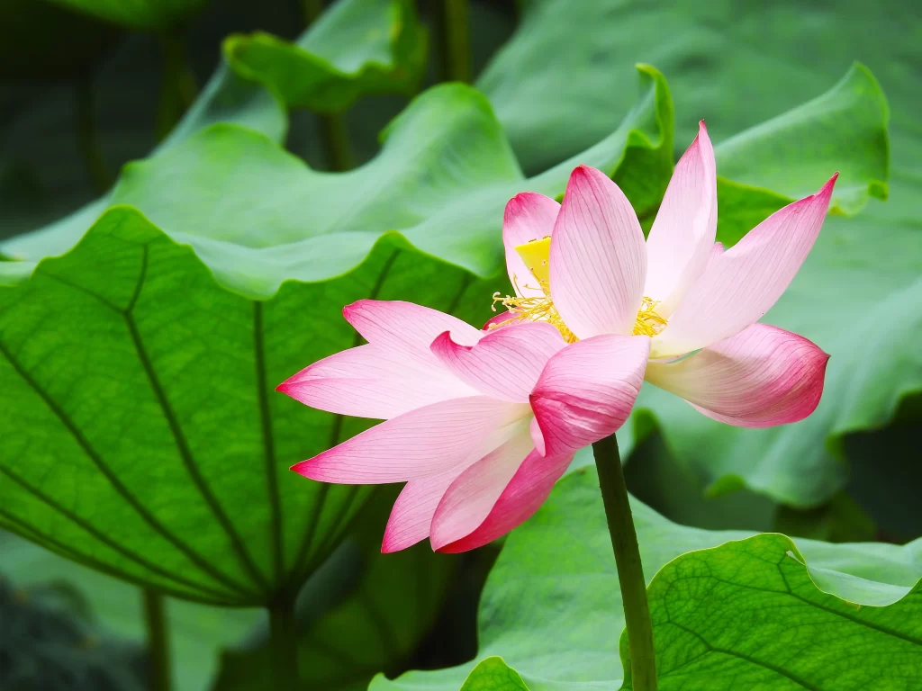 Lotus Flower Pink White Green warm Leaf