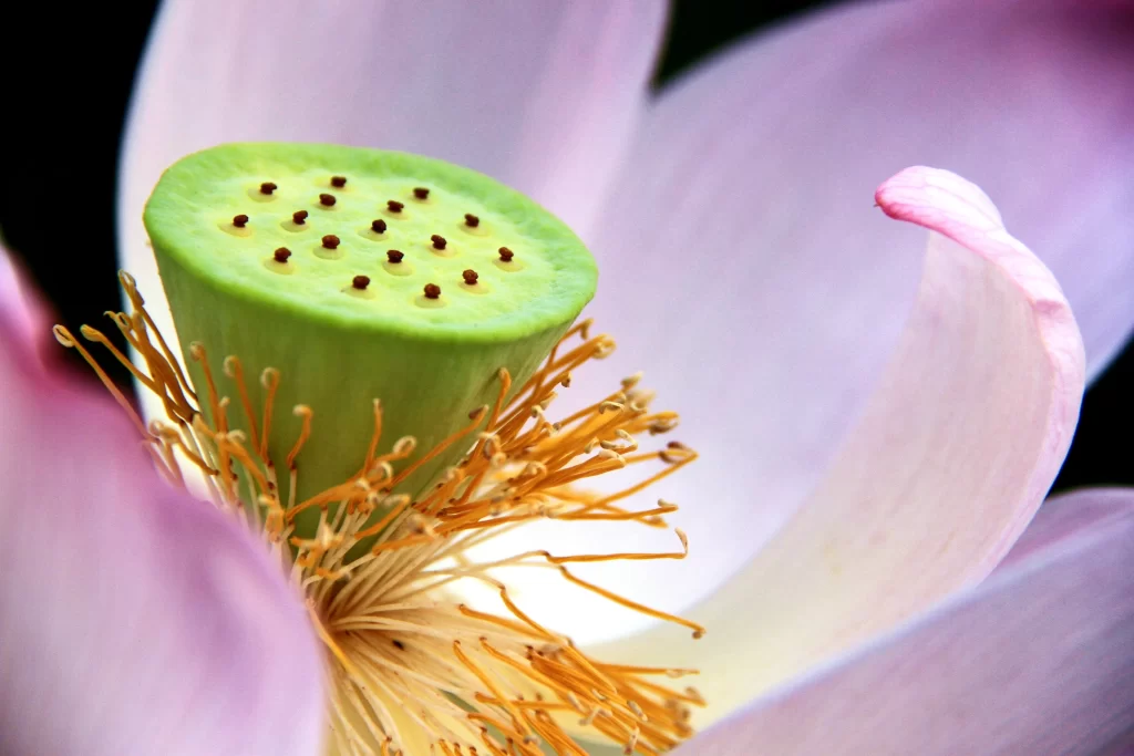 Lotus Flower Pink White Green Yellow