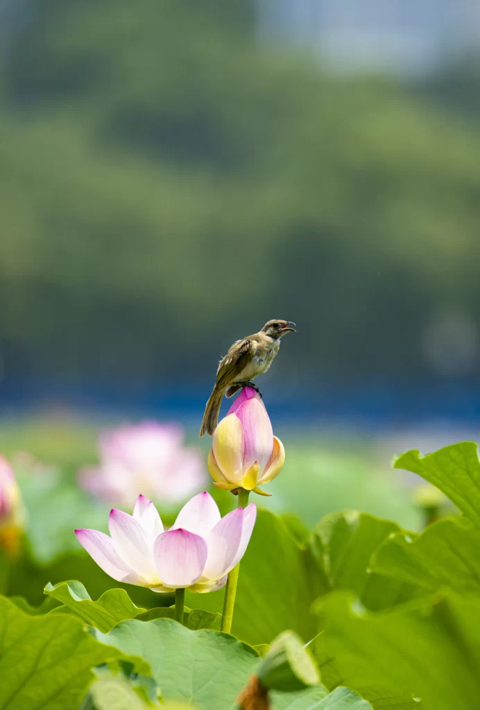 Lotus Flower Pink White Green warm Leaf