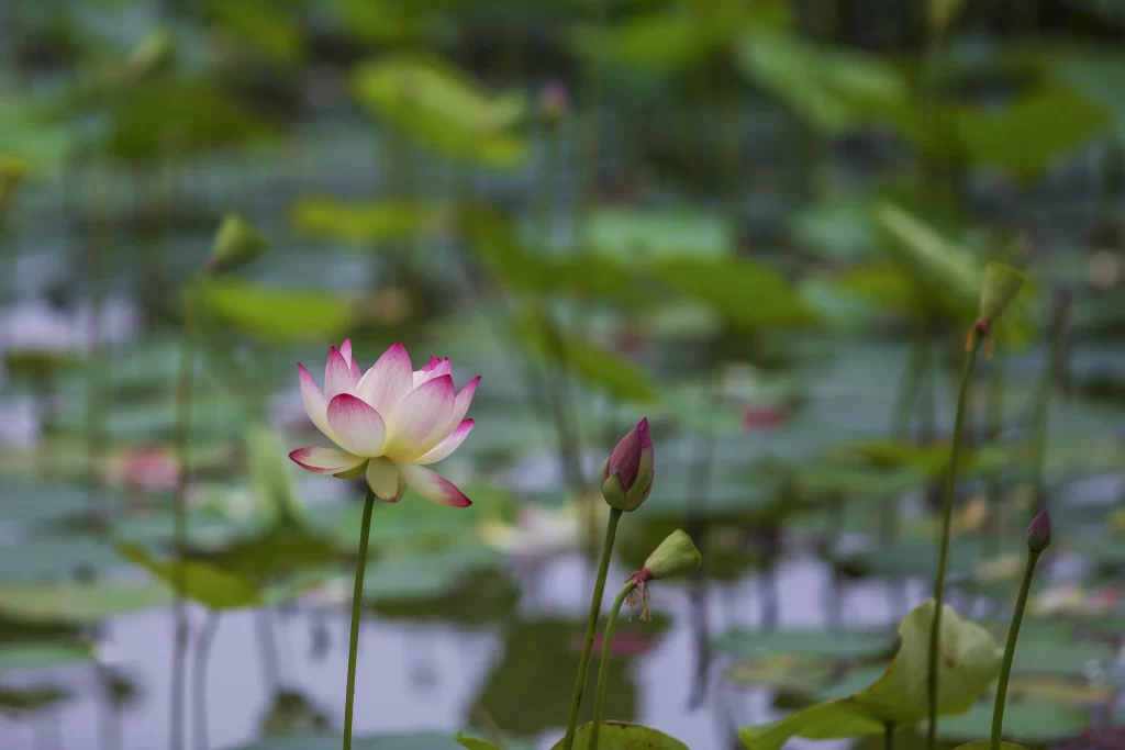 Lotus Flower Pink White Green Leaf gray Pond