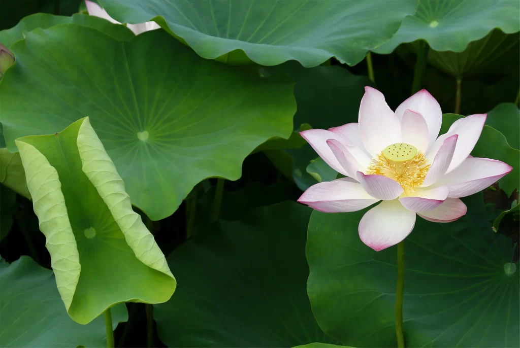 Lotus Flower Pink White Green warm Leaf