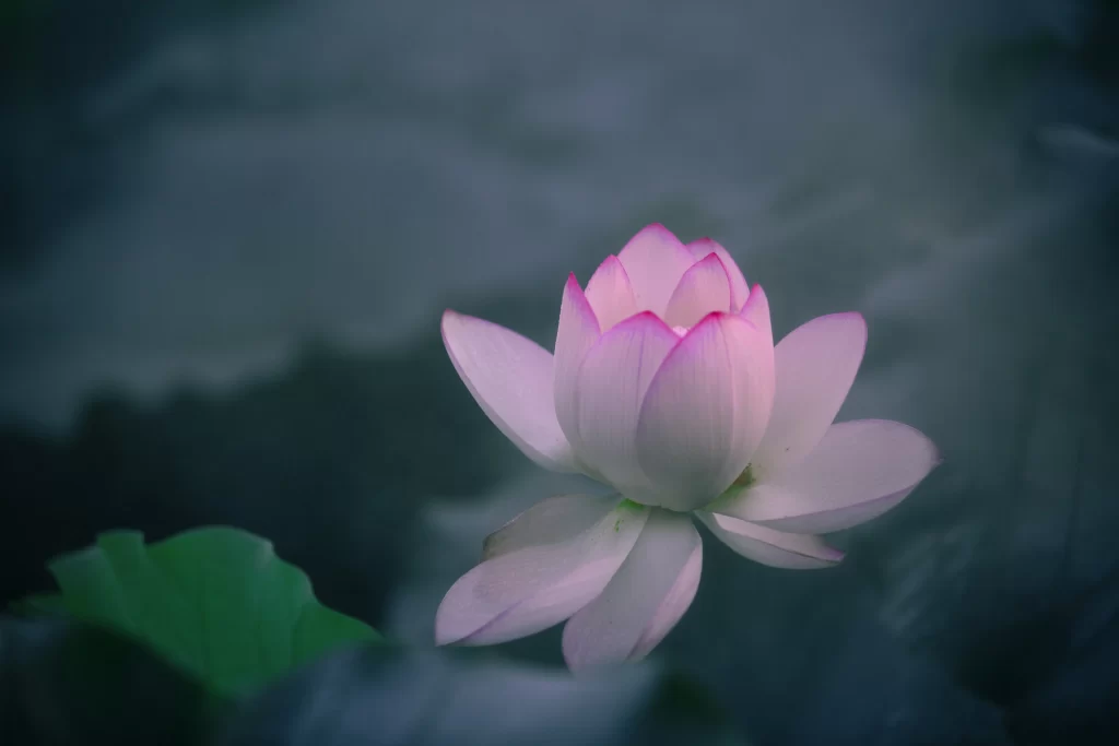 Lotus Flower Pink White Green Leaf gray Pond