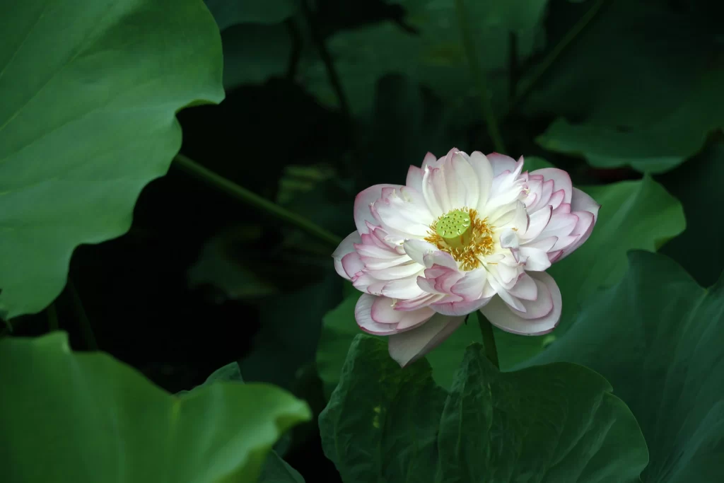 Lotus Flower Pink White Green gray Leaf