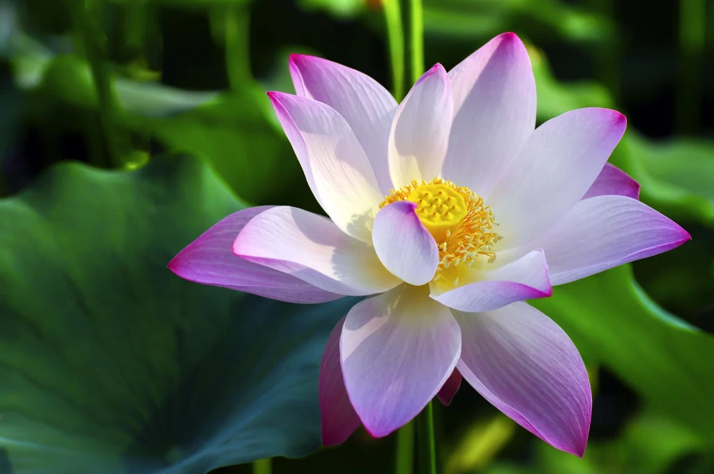 Lotus Flower Pink White Yellow Green