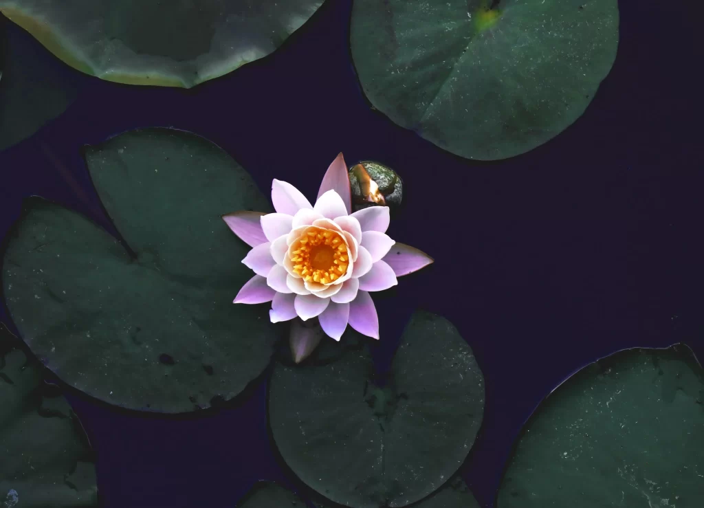 Lotus Flower Pink White Yellow Green Leaf Pond