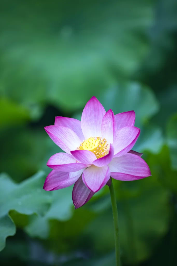 Lotus Flower Pink Yellow Green cool Leaf