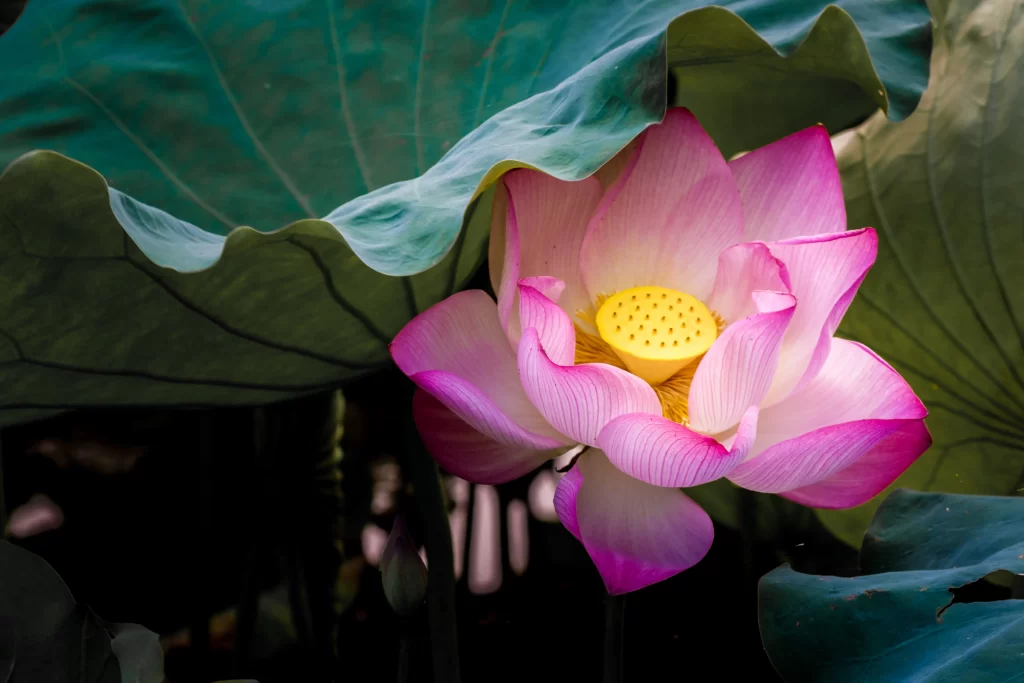 Lotus Flower Pink Yellow Green gray Leaf