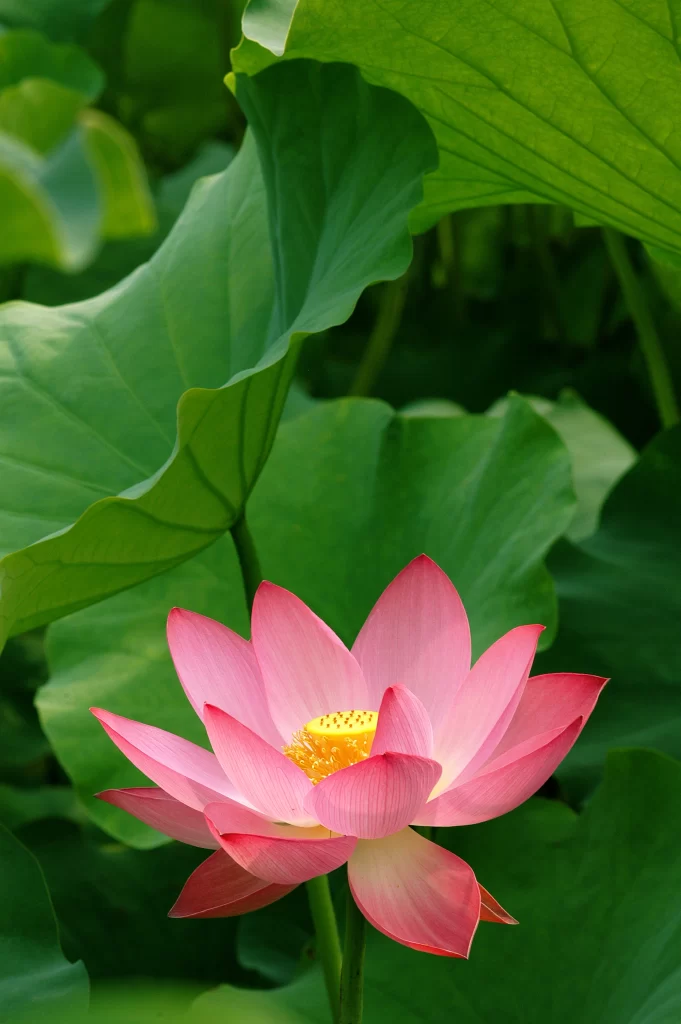 Lotus Flower Pink Yellow Green warm Leaf