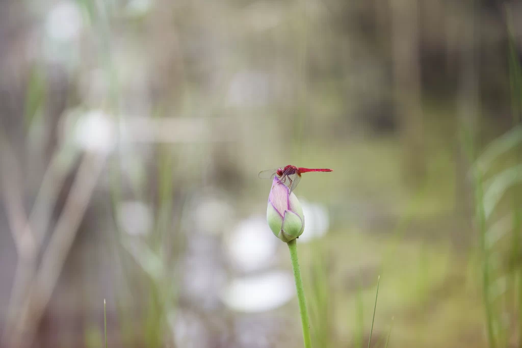 Lotus Flower Purple Green Bud Nature