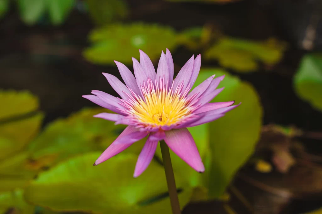 Lotus Flower Purple Yellow Green Leaf Pond