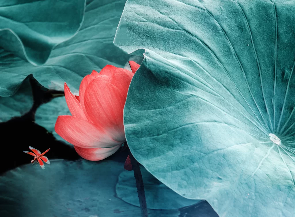 Lotus Flower Red Green Leaf Pond