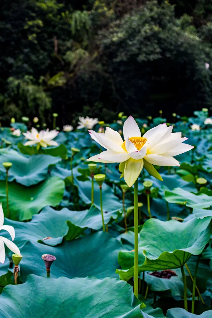 Lotus Flower White Green Pond Nature