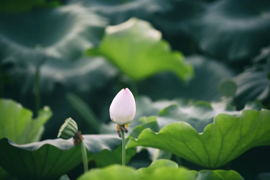 Lotus Flower White Green Leaf gray Pond