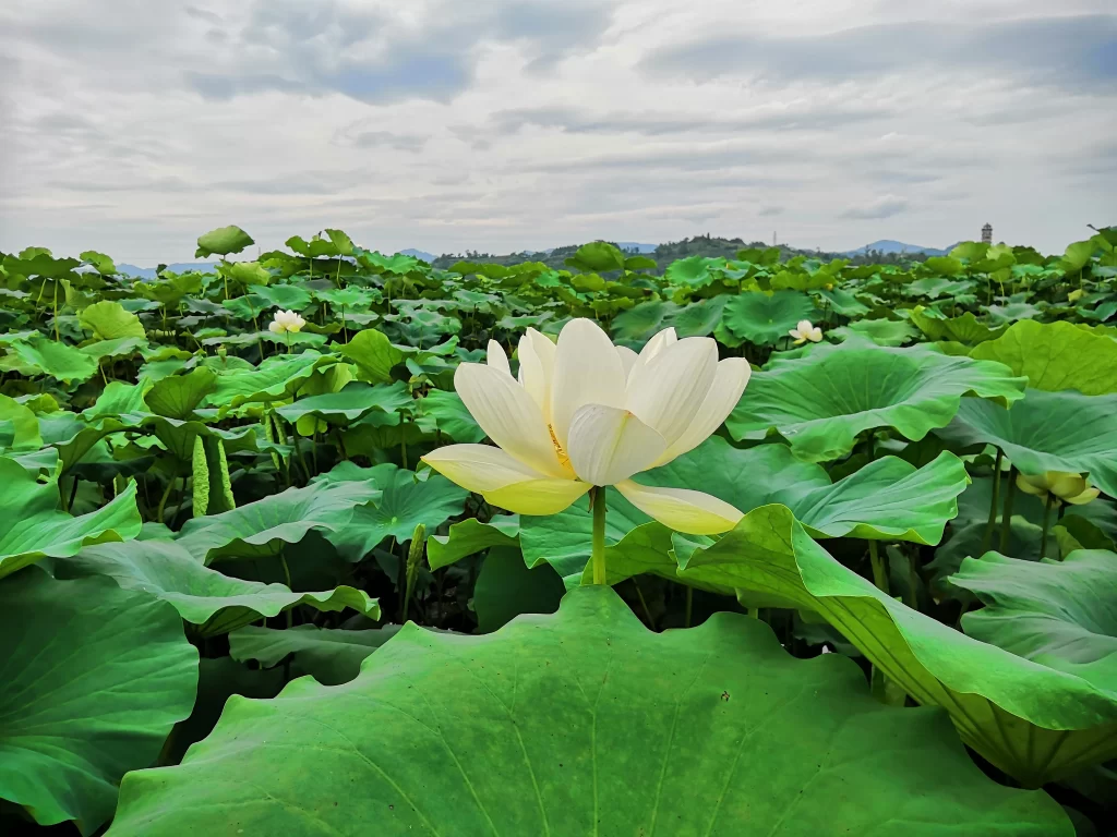 Lotus Flower White Green Leaf warm Pond