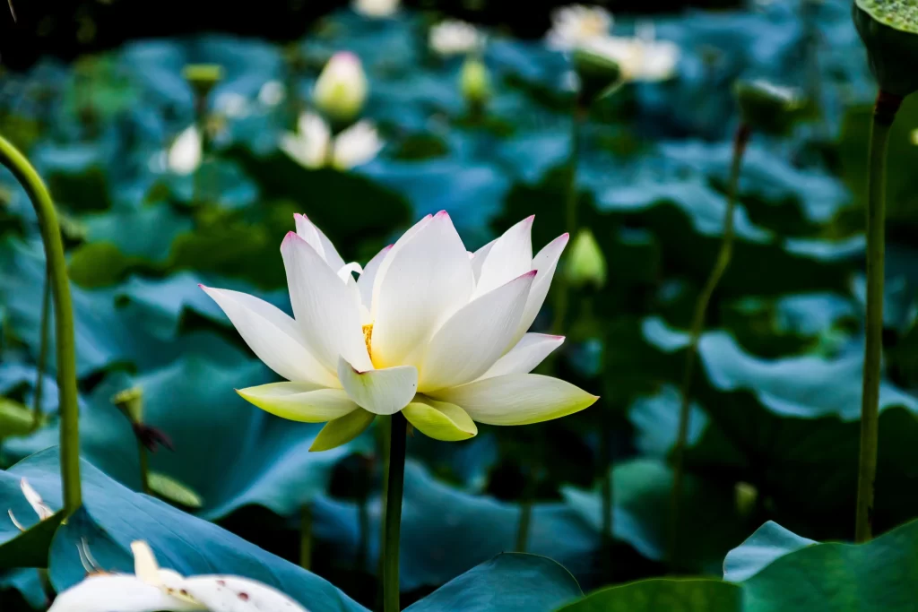 Lotus Flower White Green Pond