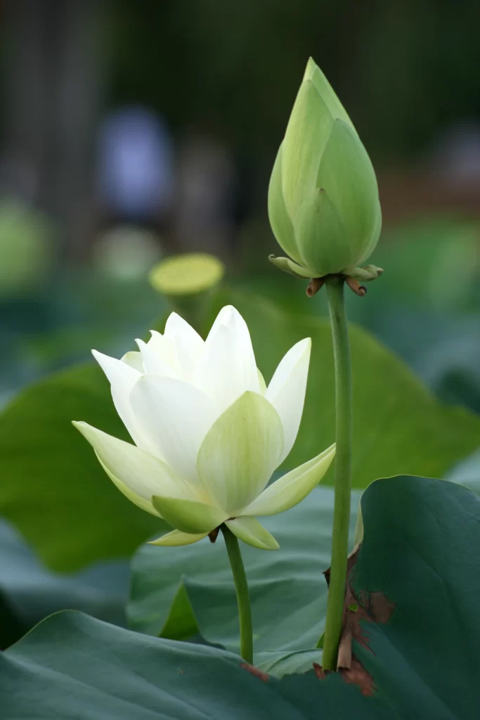 Lotus Flower White Green Leaf gray Pond