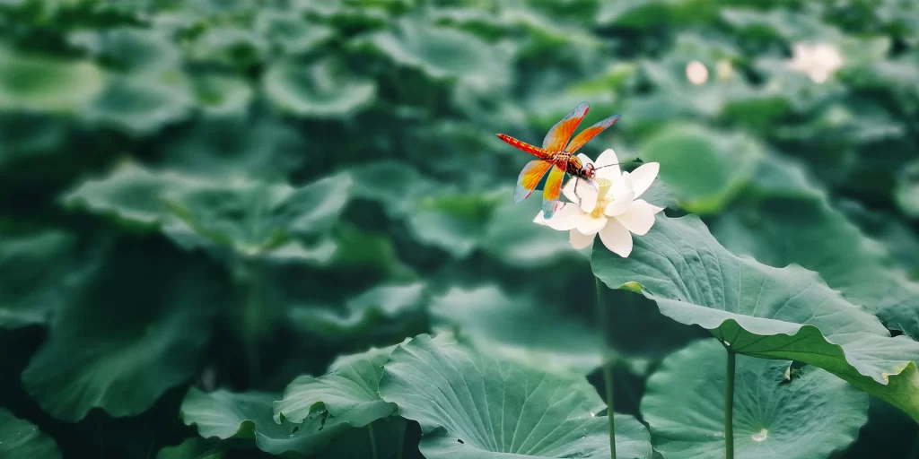 Lotus Flower White Green Leaf cool Pond