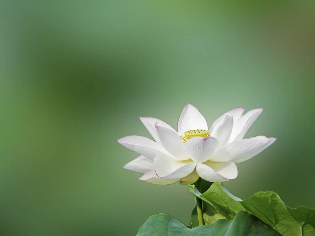 Lotus Flower White Green Leaf
