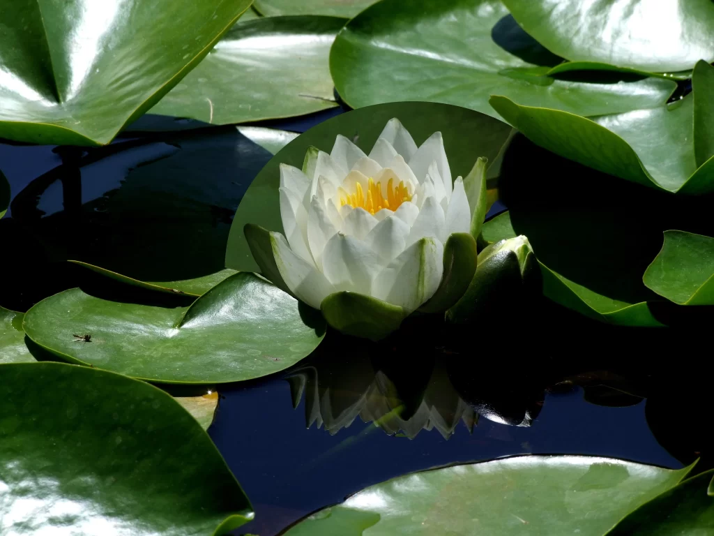 Lotus Flower White Petal Green Leaf Pond Water