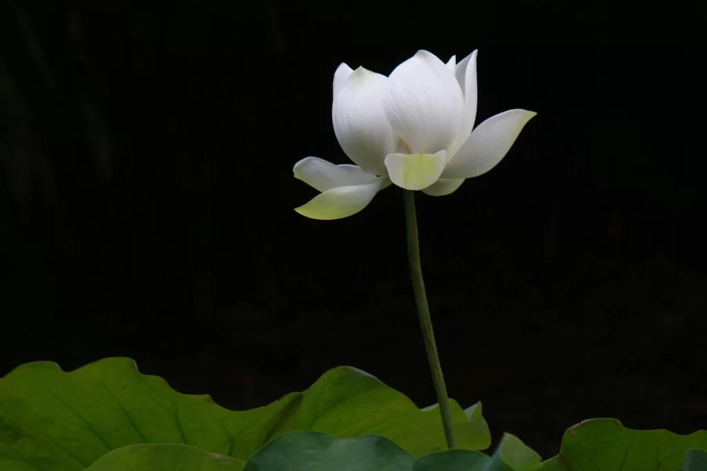 Lotus Flower White Petal Green dark Leaf