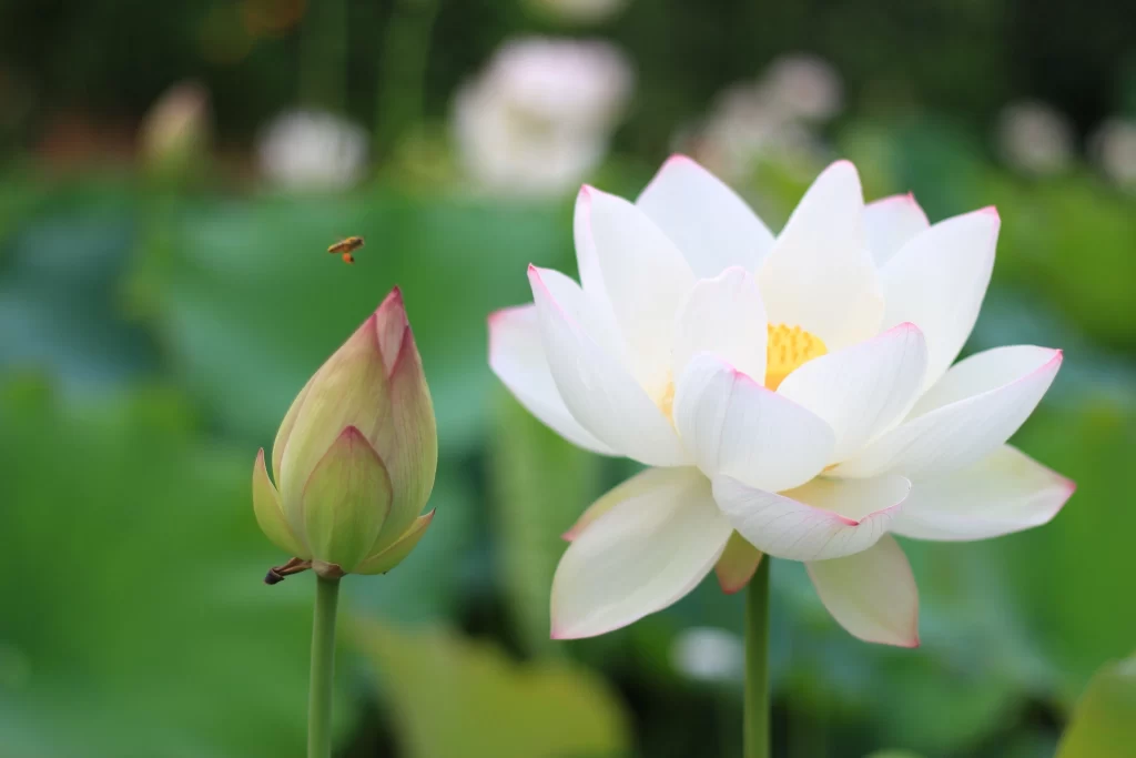 Lotus Flower White Petal Green warm Leaf