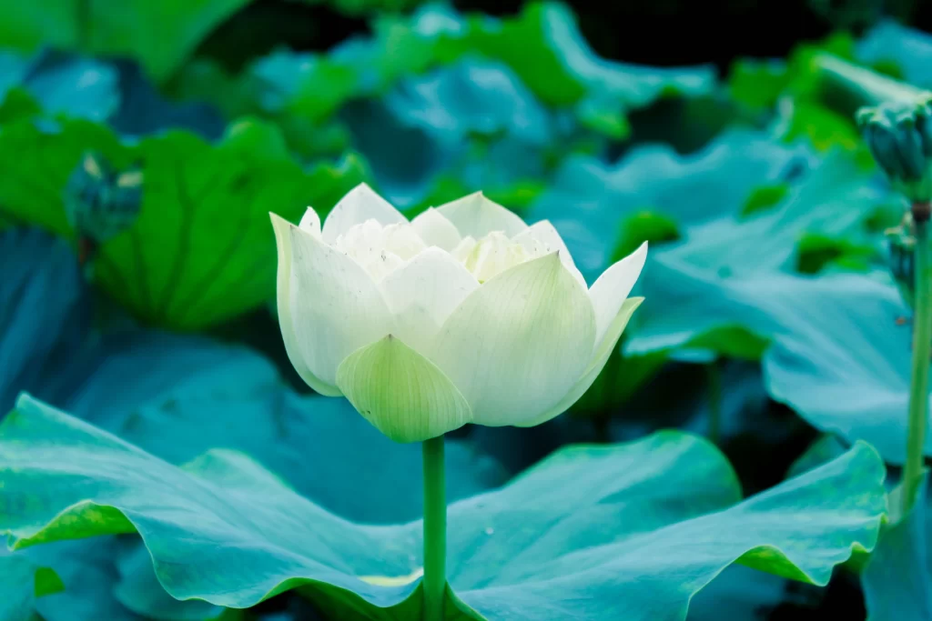 Lotus Flower White Petal Green cool Leaf