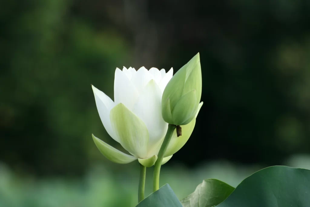 Lotus Flower White Petal Green gray Leaf