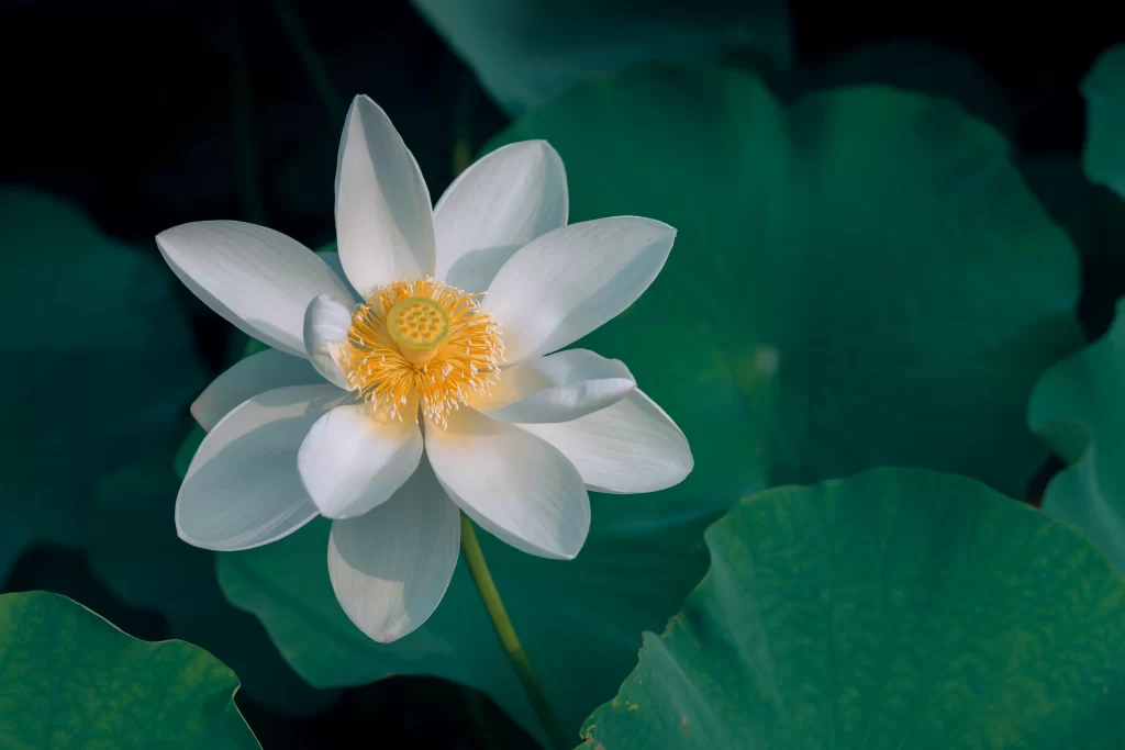 Lotus Flower White Petal Green cool Leaf