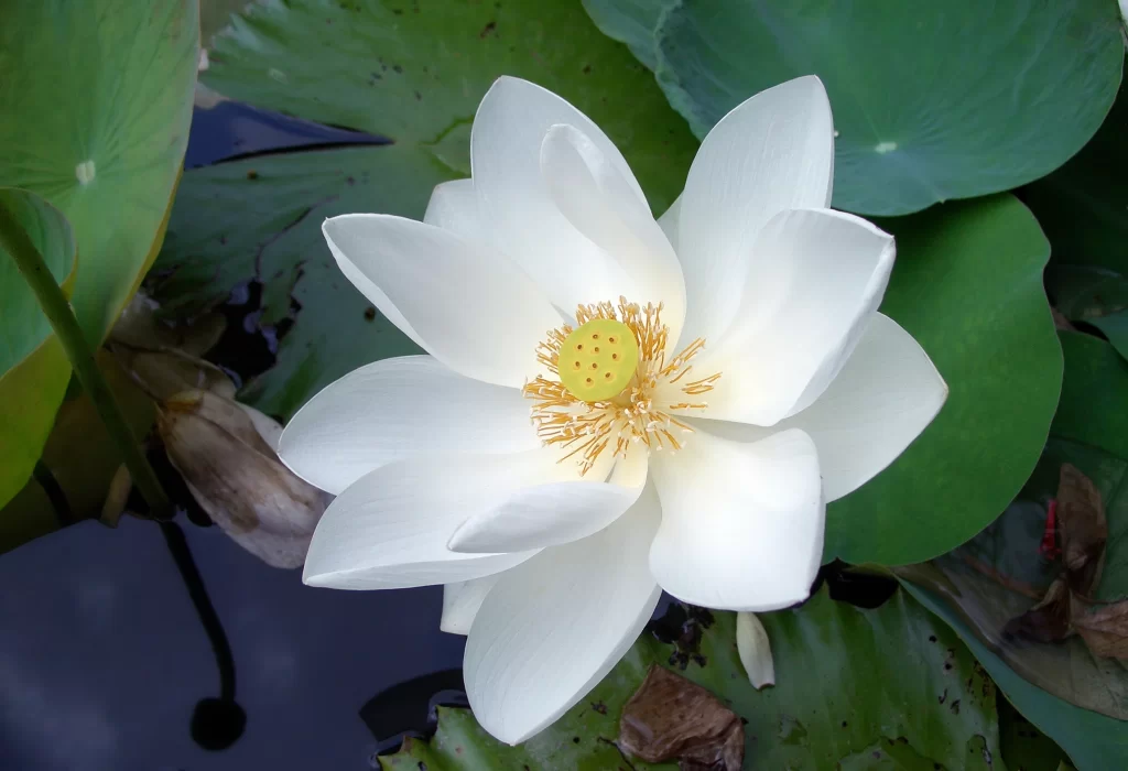 Lotus Flower White Petal Green gray Leaf