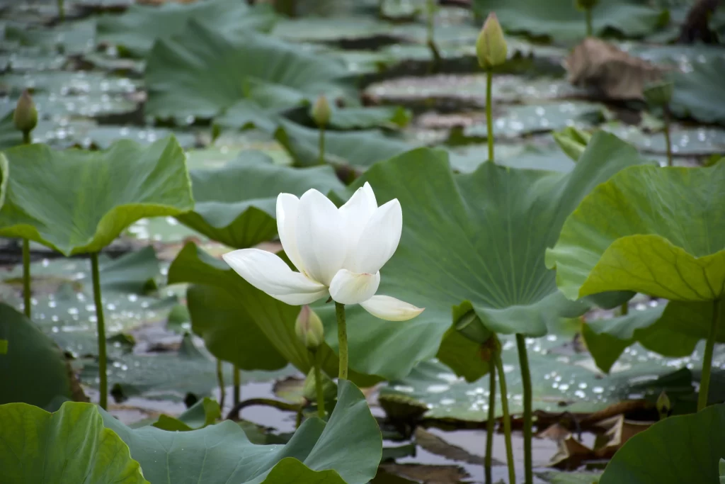 Lotus Flower White Petal Green Leaf Pond