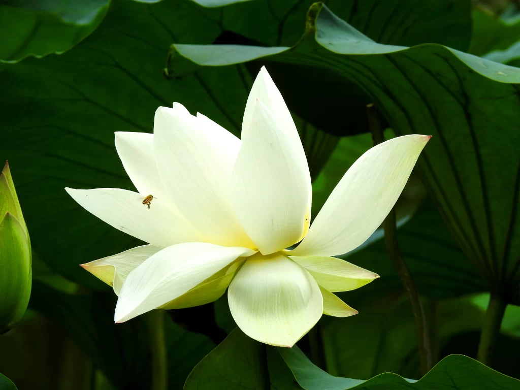Lotus Flower White Petals Green warm Leaves