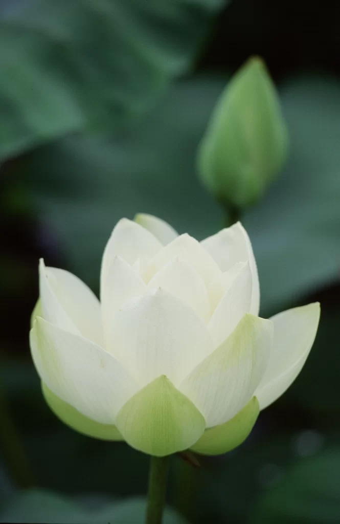 Lotus Flower White Petals Green gray Leaves