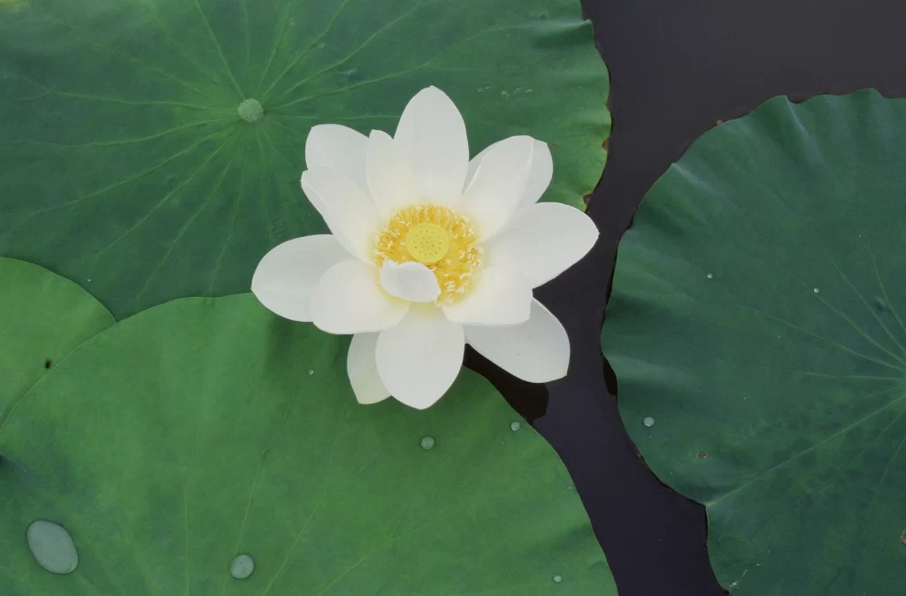 Lotus Flower White Petals Yellow Center Green cool Leaves