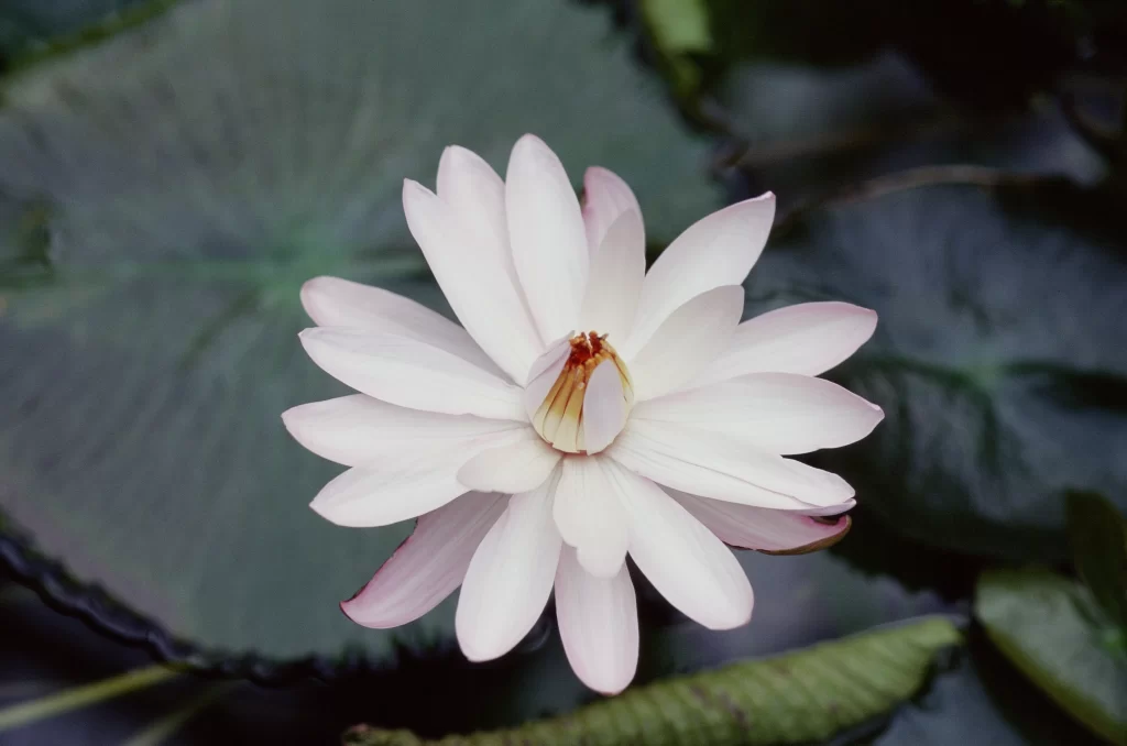 Lotus Flower White Petals Green Leaf Pond