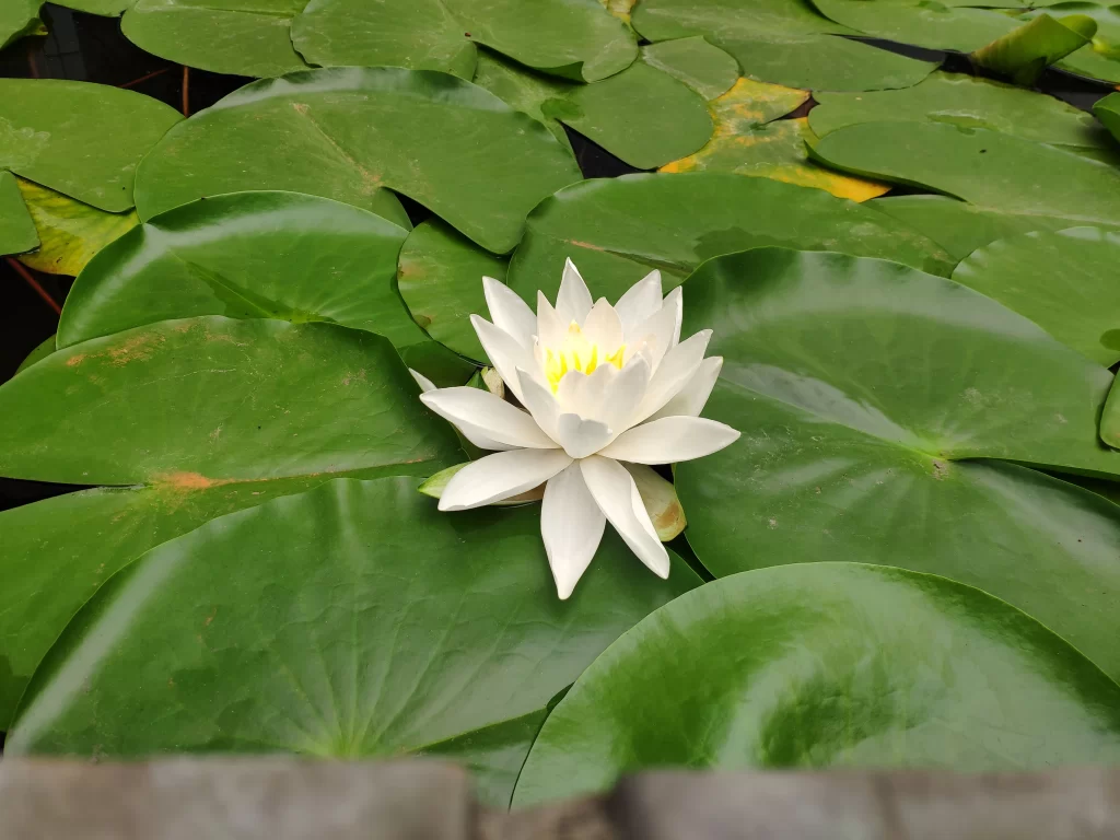 Lotus Flower White Petals Green Leaves warm Pond